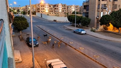 انتشار الكلاب الضالة في التجمع الثالث 